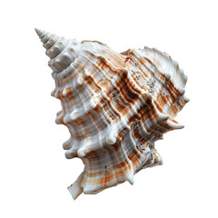 Obraz premium PNG file A detailed close-up of a beautiful seashell, showcasing intricate patterns and textures on transparent background PNG