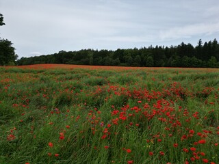 ole maków tworzące czerwone łąki w letnim krajobrazie. Intensywne barwy kwiatów kontrastują z zielenią traw i błękitem nieba, tworząc malowniczy, sielski widok. Symbol lata, wolności i piękna natury. © Freshfanpage