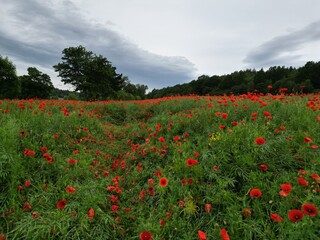 ole maków tworzące czerwone łąki w letnim krajobrazie. Intensywne barwy kwiatów kontrastują z zielenią traw i błękitem nieba, tworząc malowniczy, sielski widok. Symbol lata, wolności i piękna natury. © Freshfanpage