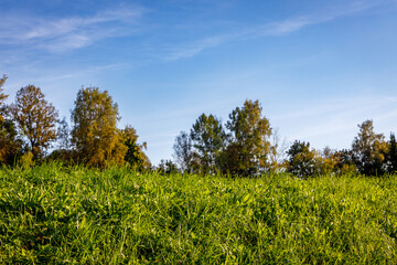 Sunny summer meadow with lush green grass and golden-tinged trees under a clear blue sky &mdash; a vibrant, peaceful nature scene ideal for eco, wellness, or seasonal design projects.