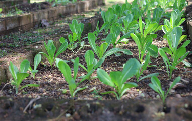 Organic green cos lettuce vegetable home growth in the garden.