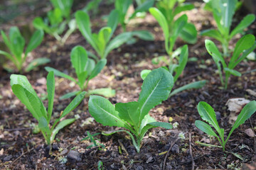 Organic green cos lettuce vegetable home growth in the garden.