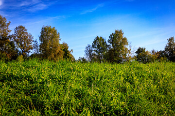 Vibrant green meadow under a clear blue sky with sunlit trees in the distance &mdash; a serene, sunny summer landscape perfect for eco, wellness, or seasonal design projects.