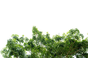 New green leaves on a  branch. Young fresh foliage of tree. Set of isolated object on a white background. Spring time