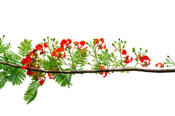 PNG of Royal Poinciana Flower Branch Red Blossoms and Green Leaves on Transparent Background. Royal Poinciana Branch with Red Blossoms and Green Leaves