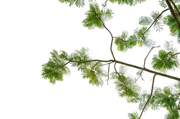 Green Tree Branch Canopy with Fresh Leaves Transparent PNG for Nature and Eco Design