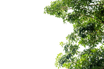 Green Tree Branch Canopy with Fresh Leaves Transparent PNG for Nature and Eco Design