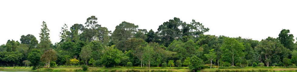 Natural green forest tree line with transparent background PNG for design and creative projects. natural forest, tree line, green trees, nature PNG isolated