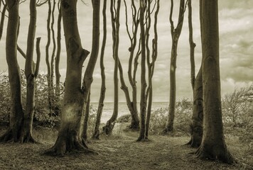  autumnal and stormy photo taken on a cliff at a Baltic Sea beach on the island of Poel in black and white © Rolf