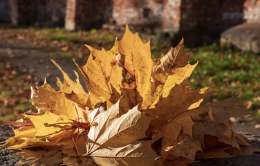 Bouquet of fall maple leaves on the ground. Autumn landscape in park on sunny day. Autumnal background.