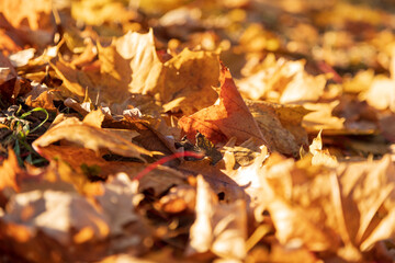 Yellow leaves fallen on the grass. Closeup of colorful foliage in warm sunlight. Autumn park on a sunny day. Soft focus photography. Bright fall background.