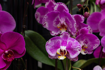 Close up of Orchid flowers