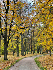 Naklejka premium A picturesque autumn scene with a winding path surrounded by tall trees with golden fall leaves, creating a serene and colorful atmosphere. Gatchina Palace park. Seasonal vertical photo.