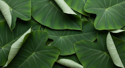 Fototapeta premium The Lush Green of Taro Leaves