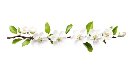 Obraz premium Blooming Branch with White Flowers Illustration on Transparent Background