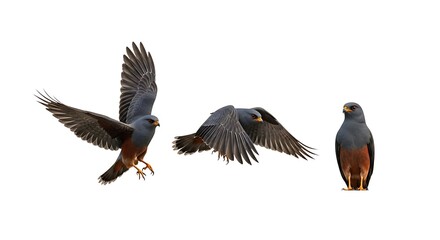 Obraz premium Three Dickinsons Kestrels in Flight Against White Background.