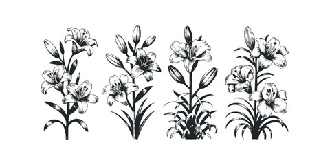 Four Black and White Lily Botanical Line Drawings