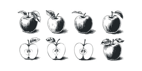 Sketch of whole and halved apples with leaves