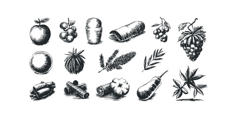 Collection of Hand Drawn Food and Botanical Elements