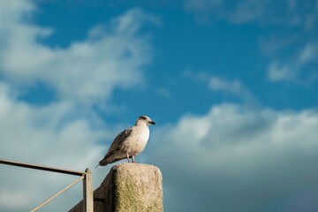 Obraz premium In bright daylight, a seagull rests atop a weathered stone pillar near the Douro River. A rail fence stands near the pillar, and a beautiful sky frames the scene in Porto