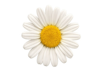 White daisy flower head showing yellow center