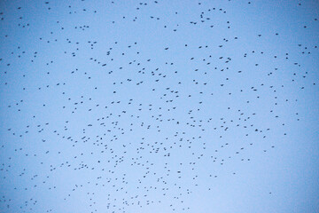 Flock of birds flying in the blue sky. A group of birds flying gracefully across a clear blue sky. The image captures the feeling of freedom, movement, and harmony with nature. Ideal for concepts rela