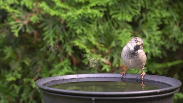 sparrow drinks water
