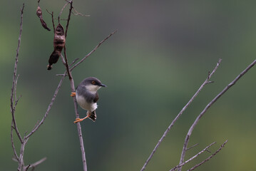  A small, vibrant Grey breasted Prinia perched on a dry twig , set against a soft, muted green purple natural background.