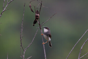  A small, vibrant Grey breasted Prinia perched on a dry twig , set against a soft, muted green purple natural background.