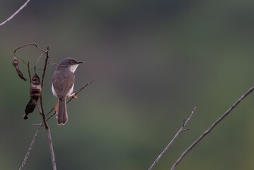  A small, vibrant Grey breasted Prinia perched on a dry twig , set against a soft, muted green purple natural background.