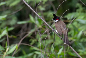 A vibrant Red whiskered bulbul perched on a bare tree branch against a blurred, lush green...