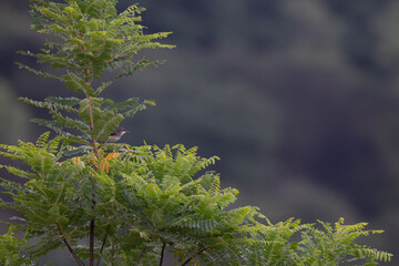 A vibrant yellow and black Common iora perched gracefully on a slender branch against a soft green background.