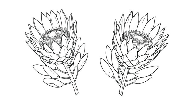 Detailed illustration of two king protea flower heads in black and white