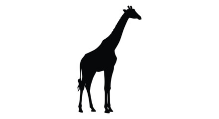 A striking silhouette of a tall giraffe against a plain white background