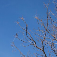 dry tree branches against blue sky