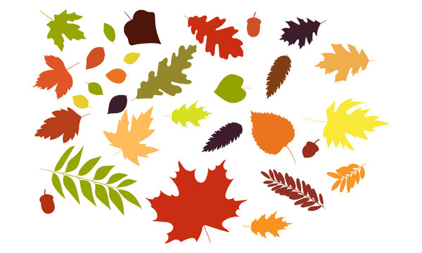 autumn leaves different color set vector illustration, autumn leaves red, green, yellow, orange, lime and brown, season, leaves, autumn, illustration, wallpaper, brown, seasonal, plant, Octobe,