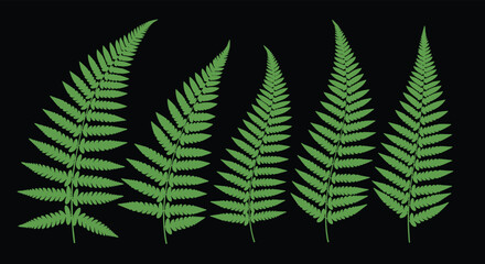 Ferns on Black Background: Natures Elegant Display.
