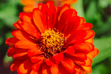 ヒャクニチソウの花2ー62