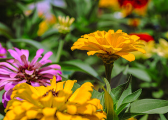 ヒャクニチソウの花2ー61