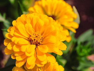 ヒャクニチソウの花2ー64