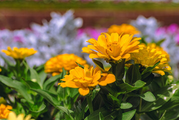 ヒャクニチソウの花2ー45