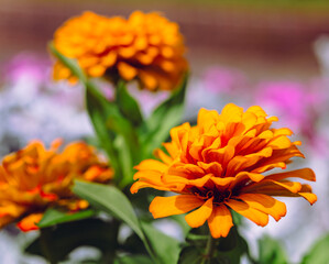 ヒャクニチソウの花2ー51