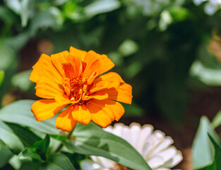 ヒャクニチソウの花2ー26