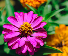 Obraz premium ヒャクニチソウの花2ー32