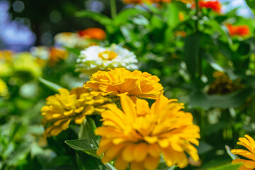 ヒャクニチソウの花2ー10