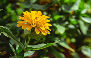 ヒャクニチソウの花2ー18