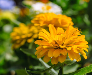 ヒャクニチソウの花2ー9