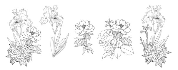 Vector irises, peonies, hydrangeas, roses, botanical garden flowers, isolated. Black and white engraved ink illustration. Isolated flower illustration element on a transparent background.