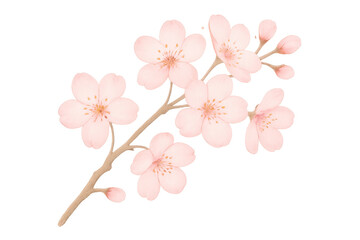 Pink cherry blossom branches blooming in spring illustration