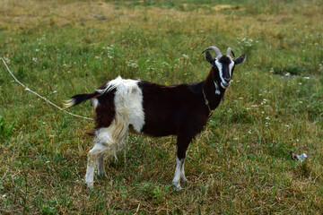 Obraz premium A black goat is grazing in the grass. Summer in the village. Farm animals grazing in summer. Organic meat.